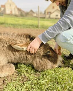 Cette semaine aux Cabottes :
・ Sieste printanière
・ Jolie collab' locale
・ Exploration du domaine
・ Imagier très à propos par la talenteuse @tataclairette
---
This week at Les Cabottes:
・ Spring nap
・ Local partnership
・ Cat exploration
・ Relevant illustrated book by the gifted @tataclairette
