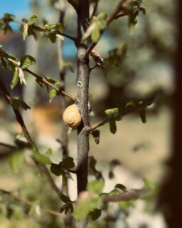 Cette semaine aux Cabottes :
・grimpeur courageux
・matchy matchy
・une fleur parmi les fleurs
・balade beaunoise
---
This week at Les Cabottes:
・brave climber
・perfect match
・a flower among flowers
・a ride in Beaune