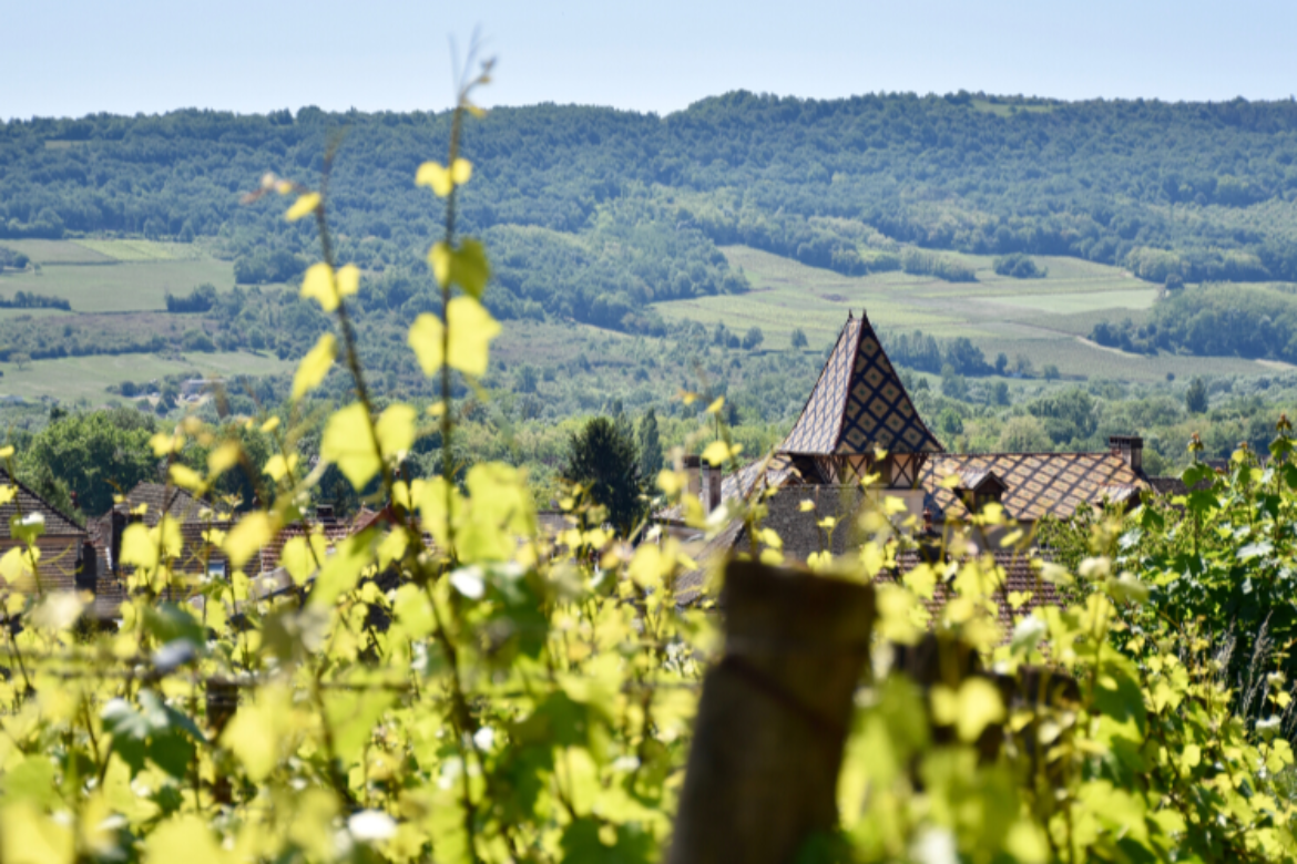 Hike to the top of the vineyards