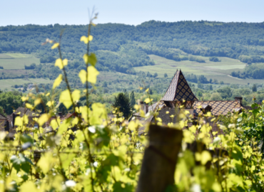 Wanderung auf dem Gipfel der Weinberge