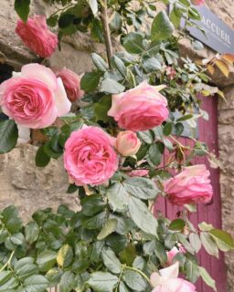 Ces derniers jours aux Cabottes :
・checkin fleuri 
・nouveaux softs aussi beaux que bons
・petit habitant chevelu
・dernier tour de piste @lacuisinedelafontaignotte
---
These last few days at Les Cabottes:
・flowery check-in
・brand new non-alcoholic drinks
・little haired inhabitant
・last lap @lacuisinedelafontaignotte