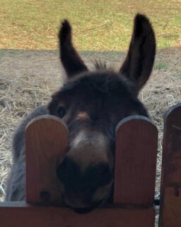 C'est par ici la cantine ? En voilà un qui n'oublierait l'heure du goûter pour rien au monde 🫏
---
Can we eat please? Here is one who would never forget snack time 🫏

📍 Hautes Côtes de Beaune
📲 Réservations : lien direct dans la bio