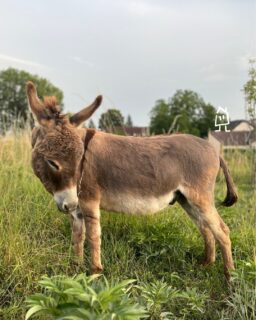 Celui qui adore se faire prendre en photo 📸
---
The one who likes to be shooted 📸

📍 Hautes Côtes de Beaune
📲 Réservations : lien direct dans la bio
