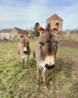 Cette semaine aux Cabottes :
• Shot de vitamine D pour Rosalie et Ferdinand
• Reprise du service pour les copains @restaurantlemarchand
• Découverte de l'univers merveilleux de Juliette dans son @atelierfloraldumondelot
• Pérégrinations morvandelles

---
This week at Les Cabottes :
• Vitamin D shot for Rosie & Ferdi
• Welcome back @restaurantlemarchand 
• Juliette's wonders at @atelierfloraldumondelot
• Walk in the Morvan
