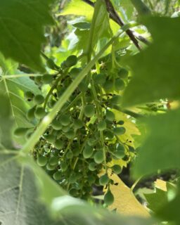 Ces derniers jours aux Cabottes :
・petite grappe deviendra grande
・Ferdi et sa photogénie légendaire
・souvenir musical de nos portes ouvertes @washboardboogiebang
・shooting tout doux @amandinedirand_photographe
---
These last few days at Les Cabottes:
・bunch of local grapes
・Ferdi and his legendary photogenic face
・musical memories of our open house @washboardboogiebang
・soft and gentle photoshoot @amandinedirand_photographe