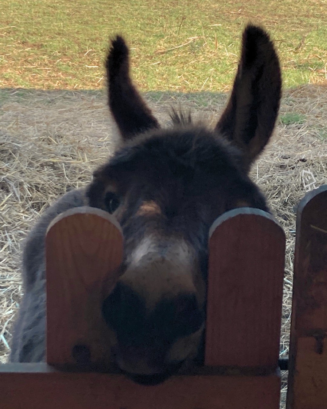 C'est par ici la cantine ? En voilà un qui n'oublierait l'heure du goûter pour rien au monde 🫏
---
Can we eat please? Here is one who would never forget snack time 🫏

📍 Hautes Côtes de Beaune
📲 Réservations : lien direct dans la bio