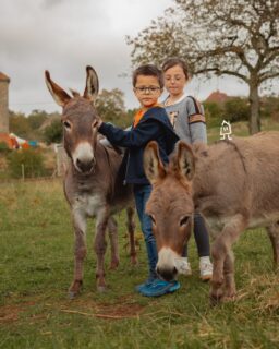 L'heure de la petite visite à Rosie & Ferdi 🫏 
---
Cuddle time with Rosie & Ferdi 🫏

📍 Hautes Côtes de Beaune
📲 Réservations : lien direct dans la bio
📷 @jerome.henon6